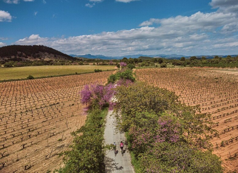 A vineyard with rows of grapevines and a path with people walking and cycling. 4