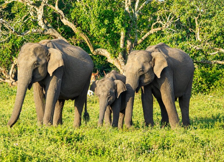 Three elephants standing in a grassy field with trees in the background. 2