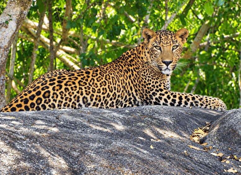 A leopard resting on a rock with dense green foliage in the background. 4