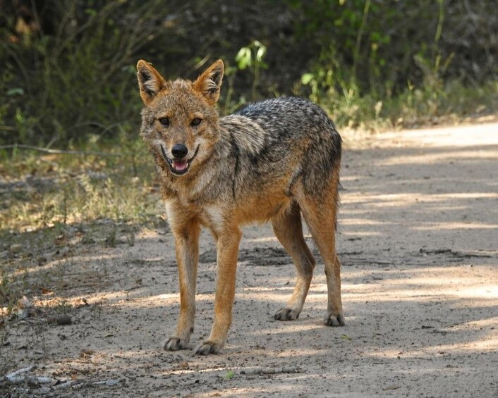 A coyote walking on a dirt path surrounded by vegetation. 5