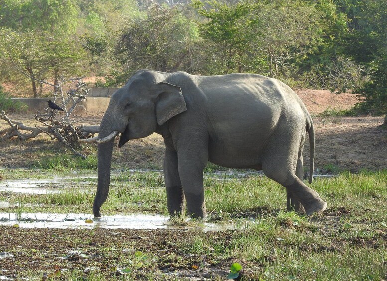 An elephant standing in a grassy area with a water body and trees in the background. 3
