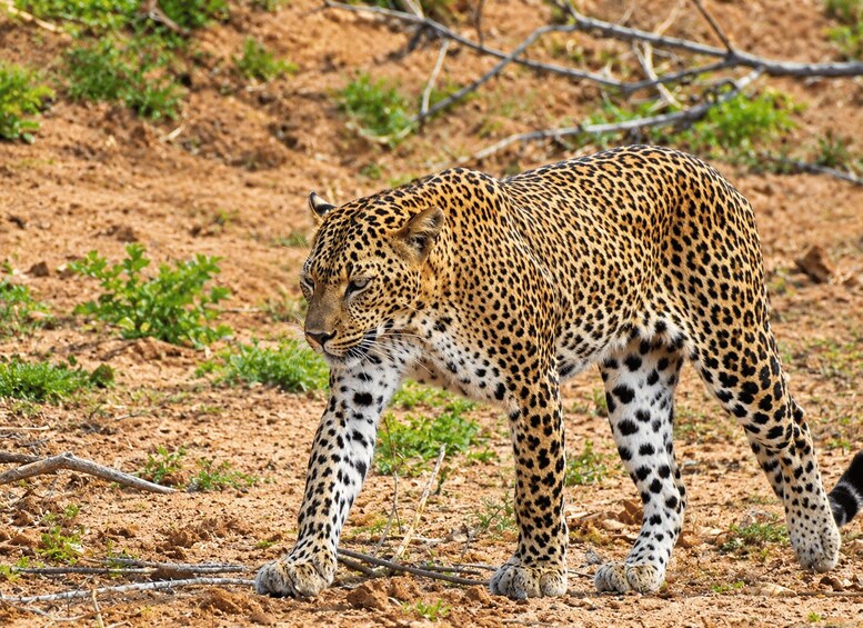 A leopard walking on a dirt path with sparse vegetation. 1