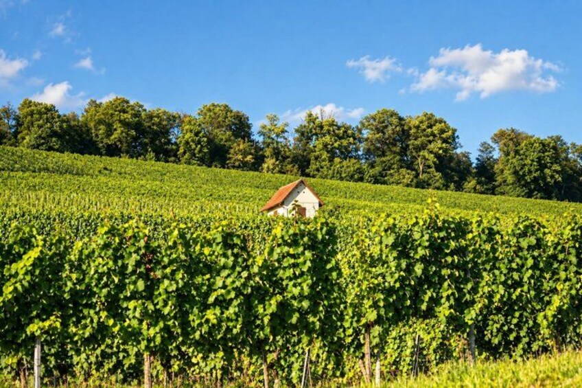 A vineyard with rows of grapevines and a small building in the center. 5