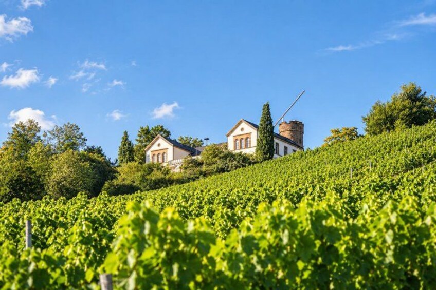 A vineyard with rows of grapevines, a windmill, and a building with a red roof. 2