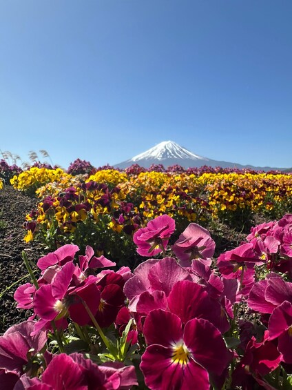 Picture 3 for Activity Tokyo: Mt Fuji,Gotemba outlet & pagoda Tour with Guide 5