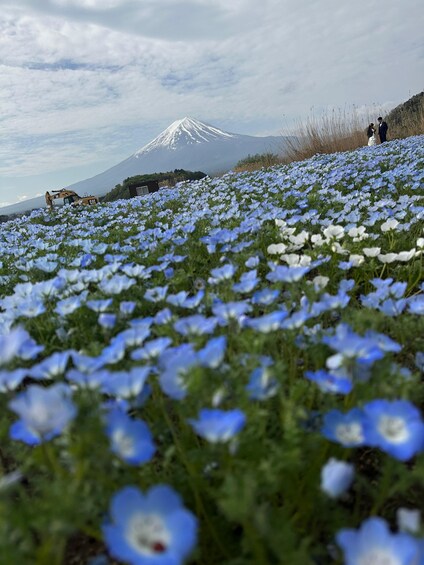 Picture 4 for Activity Tokyo: Mt Fuji,Gotemba outlet & pagoda Tour with Guide 2