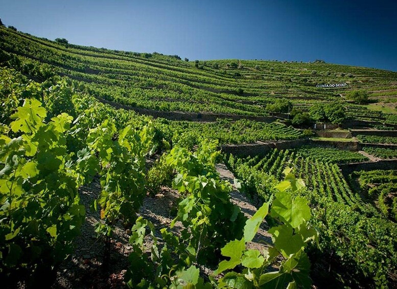 A vineyard with rows of grapevines on terraced hills. 1