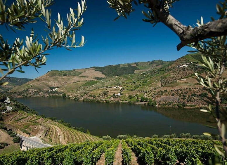 A vineyard with rows of grapevines, a winding road, and a lake surrounded by hills. 2
