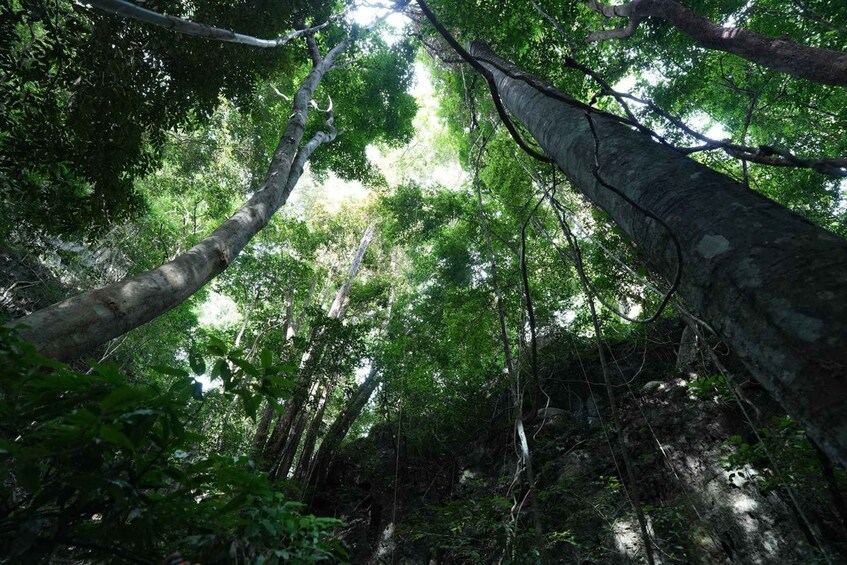 Une forêt dense, avec de grands arbres et un sous-bois touffu. 2