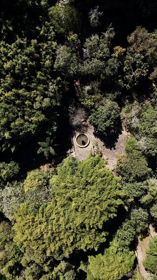 An aerial view of a forest with a circular stone structure surrounded by dense trees. 2
