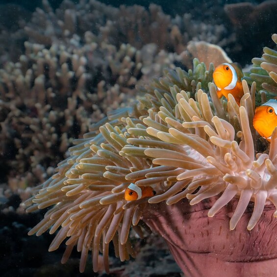 A clownfish among sea anemones. 5