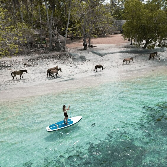 A person paddleboarding on clear turquoise water with horses grazing on the beach in the background. 2