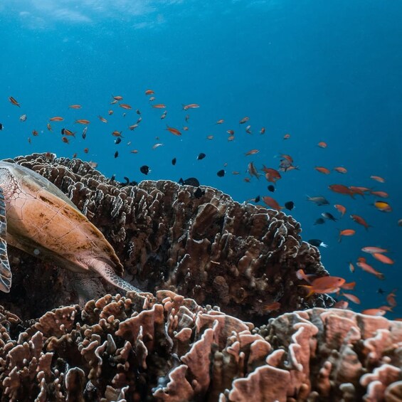A sea turtle swimming near a coral reef with various fish in the background. 4