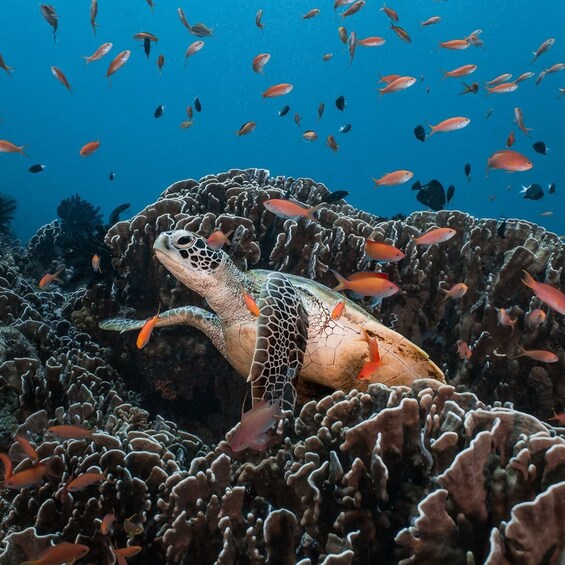 A sea turtle swimming among coral reefs with numerous small fish. 1