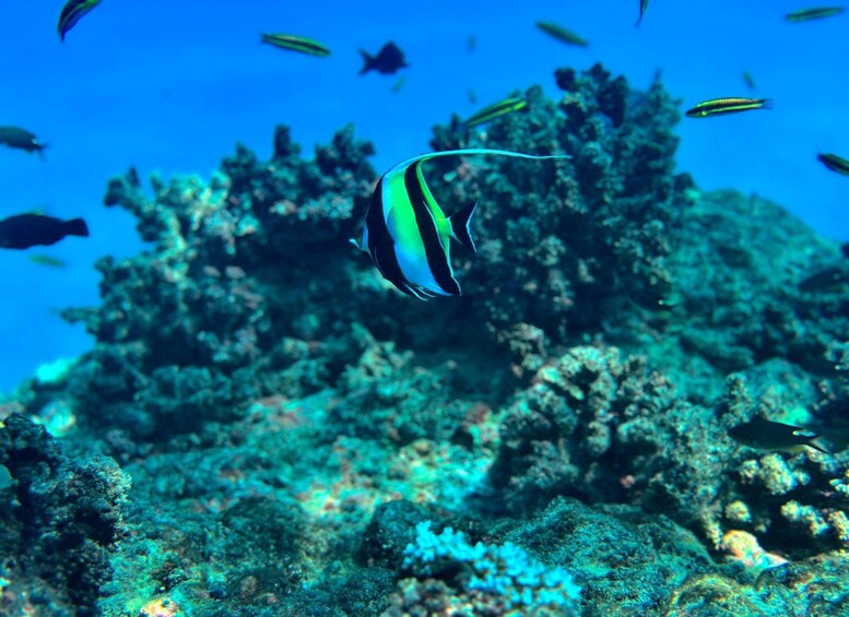 Un pez con rayas negras y blancas nadando cerca de un arrecife de coral. 4
