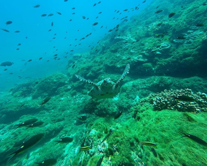 Escena submarina con una tortuga nadando entre rocas y peces. 1