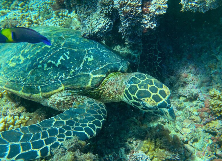 Una tortuga marina nadando cerca de un arrecife de coral. 5