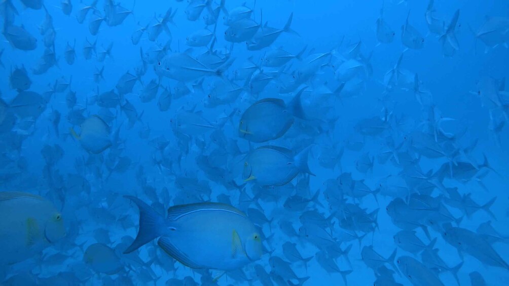 Un banco de peces nadando en el océano. 3