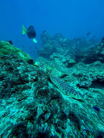 Escena submarina con una tortuga marina nadando cerca de un arrecife de coral, rodeada de varios peces. 2