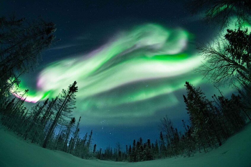 Picture 11 for Activity Private Northern Lights Photography Tour in Fairbanks 3