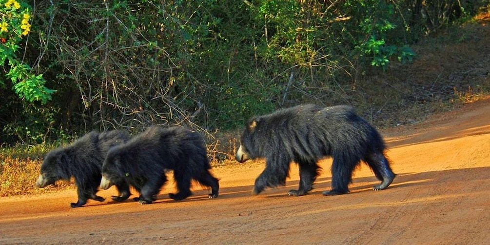 Three bears walking on a dirt road surrounded by dense greenery. 5