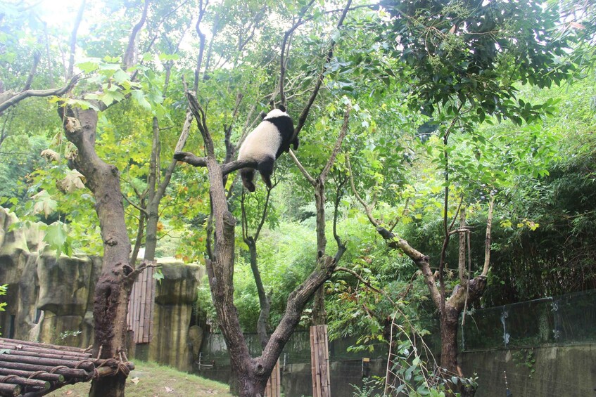 A panda climbing a tree in a zoo enclosure. 2