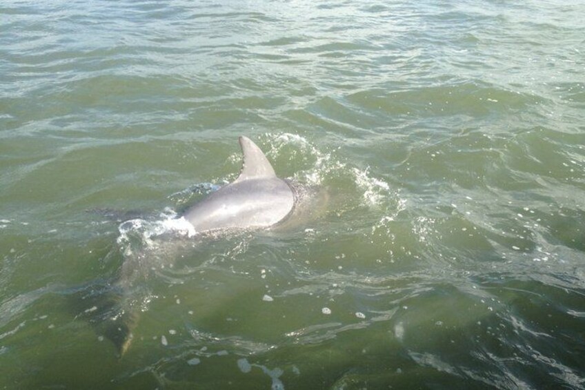 A dolphin swimming in the ocean. 2