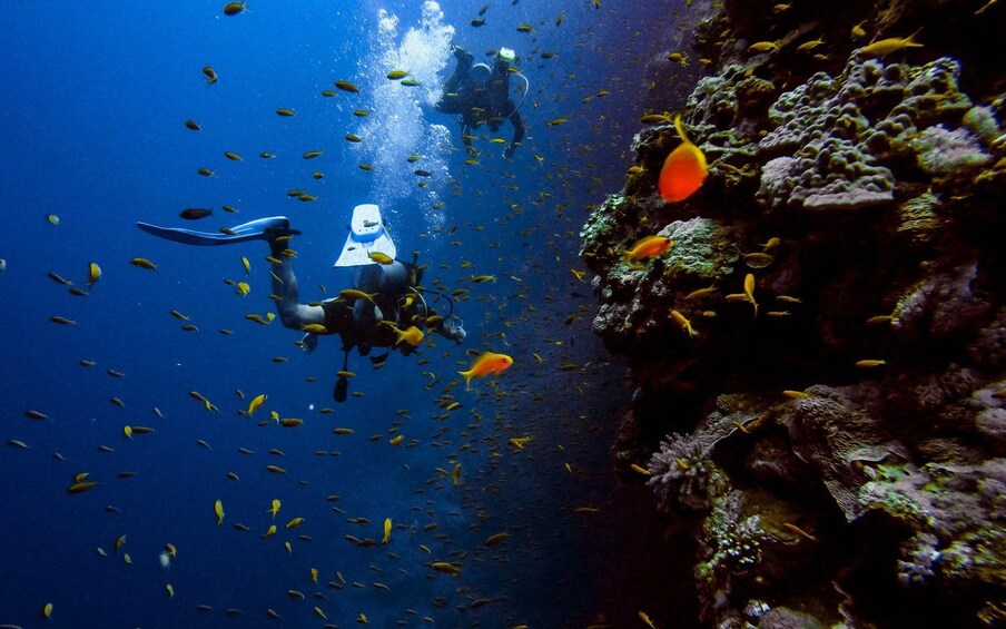 Scuba divers surrounded by a school of yellow fish in clear blue water. 3