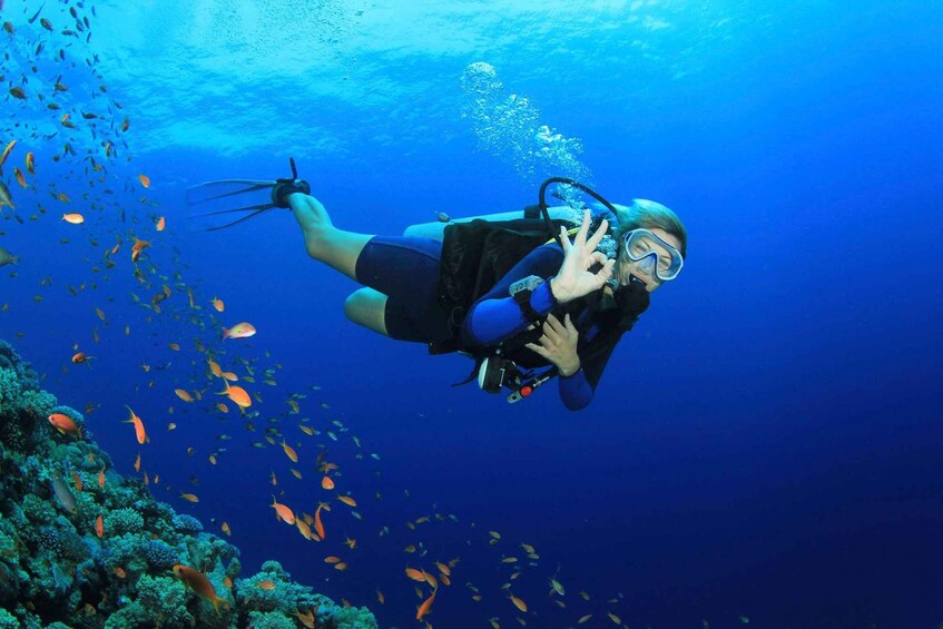 A scuba diver underwater with a group of fish and coral. 4