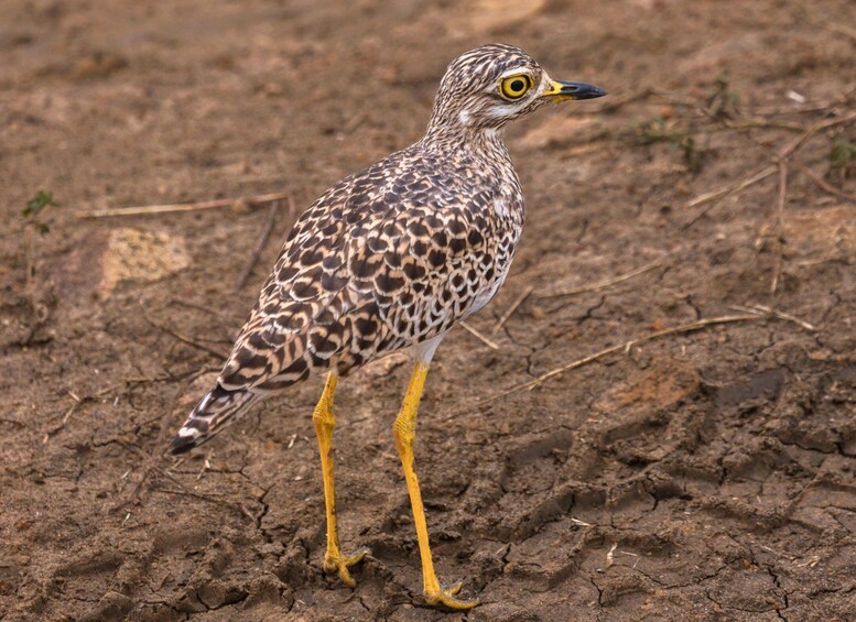 Un ave con patas amarillas y plumaje marrón y blanco moteado posada sobre terreno seco y agrietado. 3