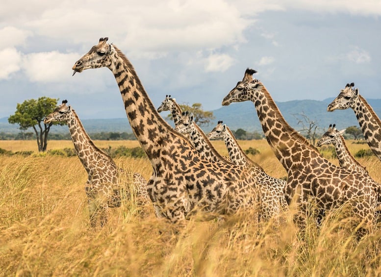 Un grupo de jirafas en un campo cubierto de hierba, con árboles y montañas al fondo. 1