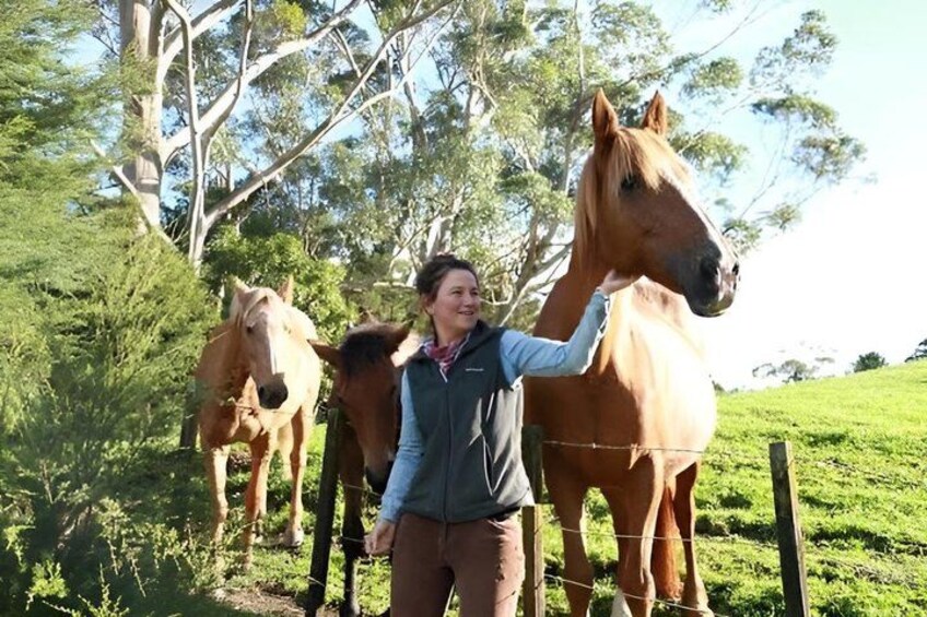 A person standing with two horses in a grassy field with trees in the background. 1