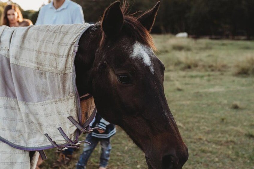 A horse with a blanket and a halter, standing in a grassy field. 5