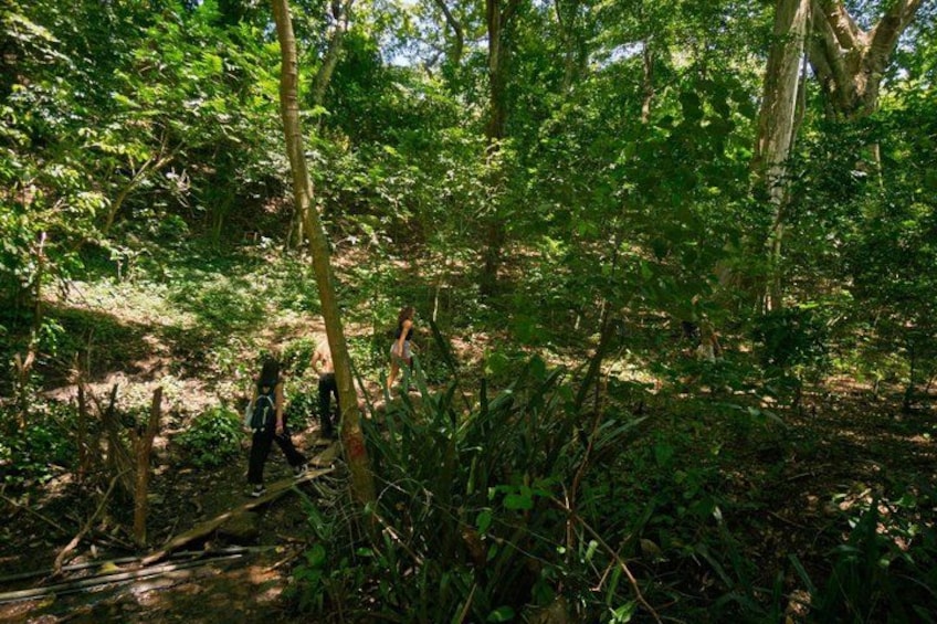 A forested area with dense vegetation and a person walking on a trail. 4