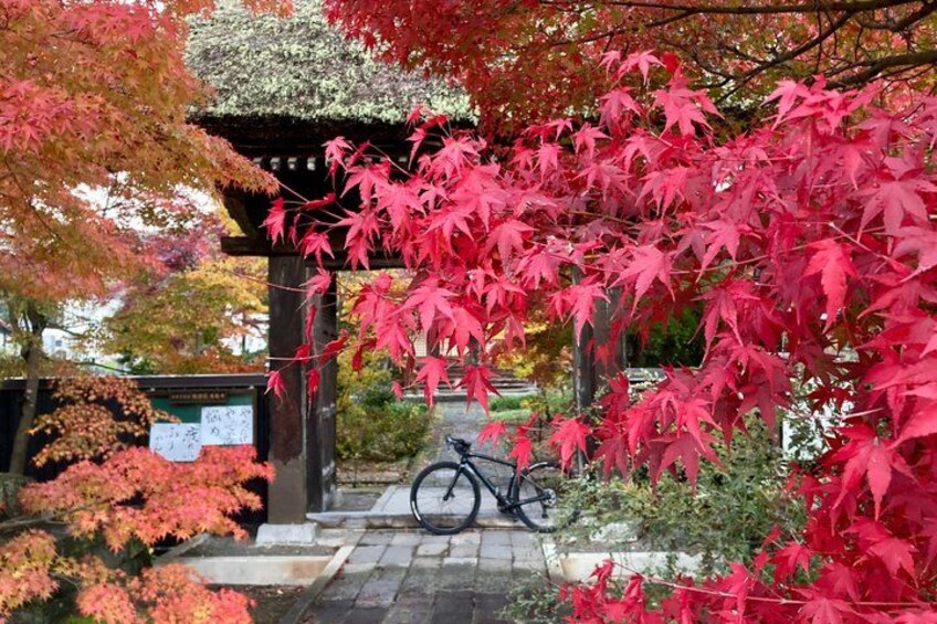 A bicycle parked under a red maple tree, a traditional Japanese torii gate, and a stone pathway. 4