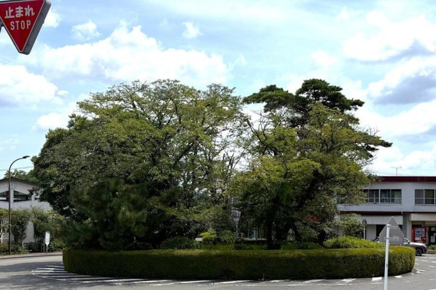 A stop sign, a road intersection, and a large tree. 3