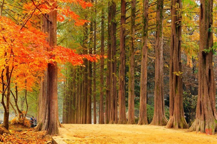 A forest with tall trees and orange leaves. 5