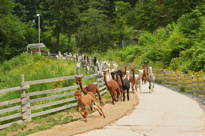 A group of llamas walking along a paved path beside a wooden fence, surrounded by greenery and trees. 1