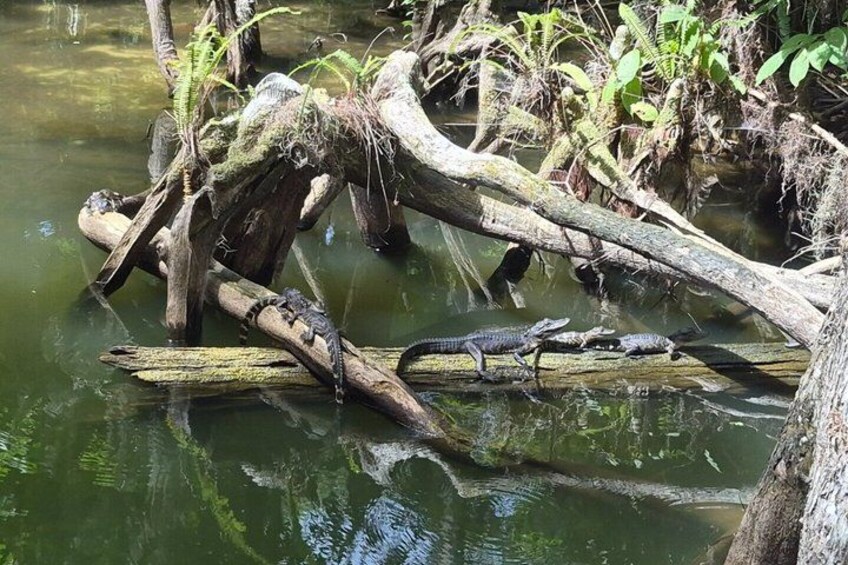 A swampy area with logs and water. 2