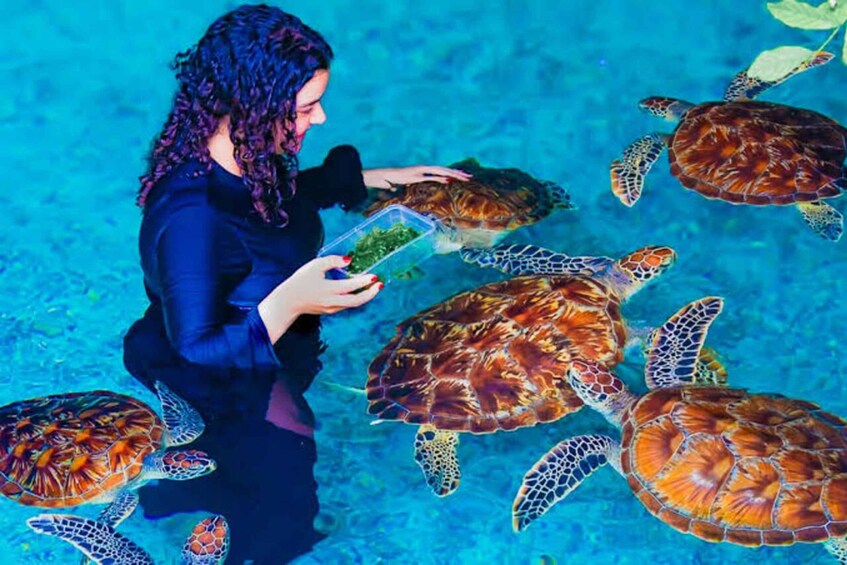 Une personne sous l’eau, en compagnie de tortues marines. 1