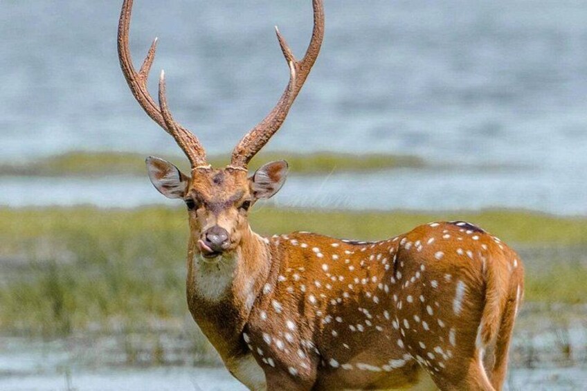 A deer with large antlers standing in a grassy area near a body of water. 4