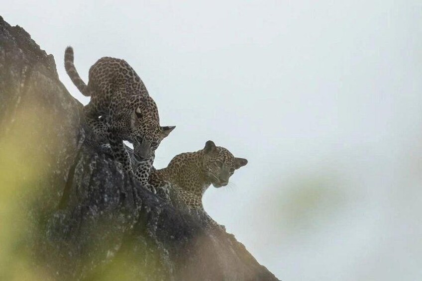 Two leopard cubs on a rocky outcrop. 5