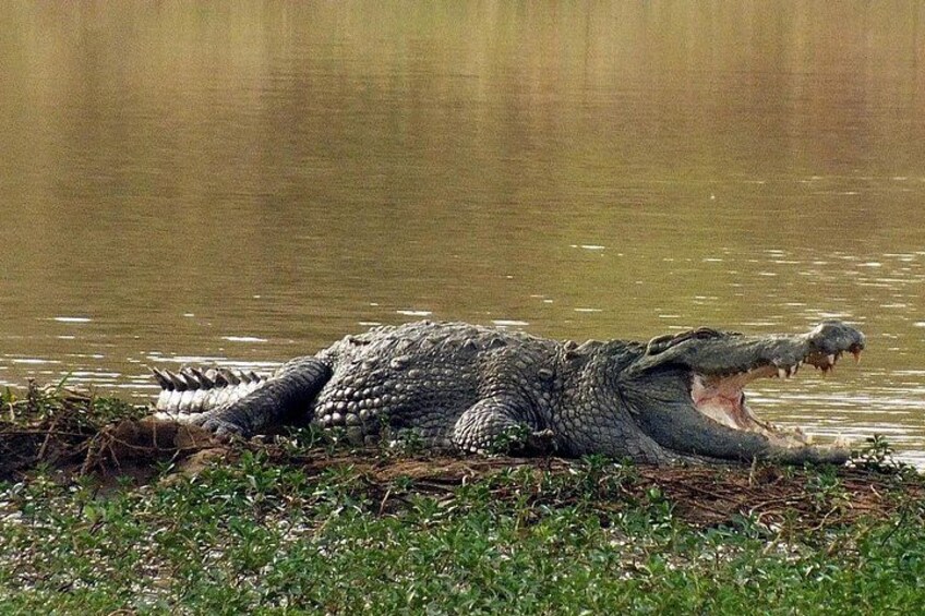 A crocodile lying on the bank of a river. 3