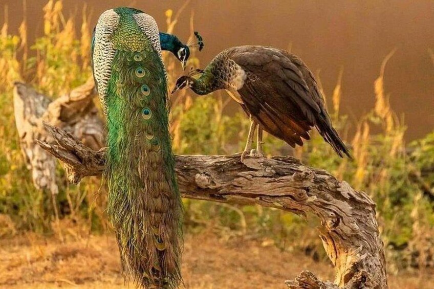 A peacock and a bird on a branch. 2