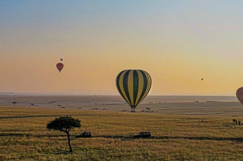 A savanna landscape with hot air balloons and a tree. 5