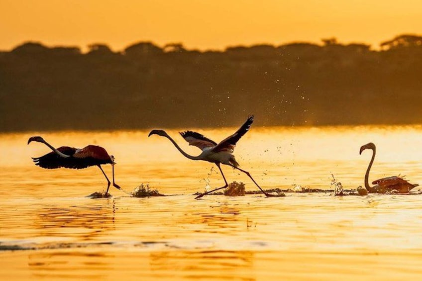 Flamingos wading in water during sunset. 1