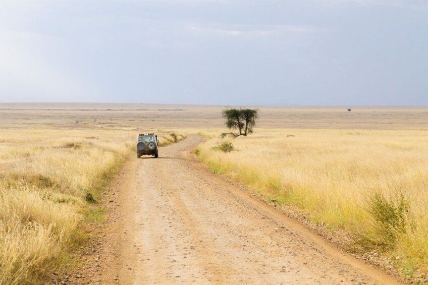 A dirt road in a flat, grassy landscape with sparse trees. 2