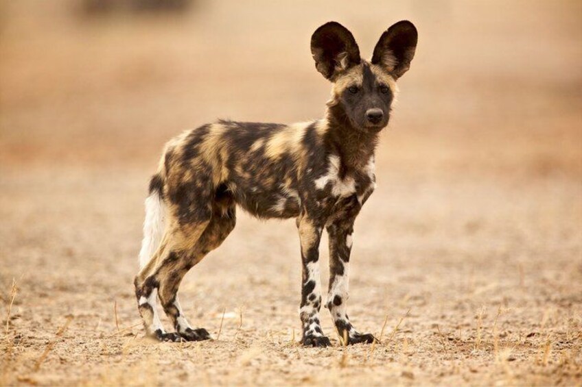 A wild dog with large ears and spotted fur standing on dry ground. 4