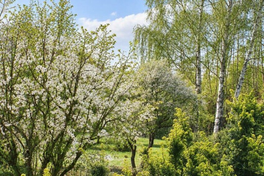 A park with blooming trees and a clear sky. 3