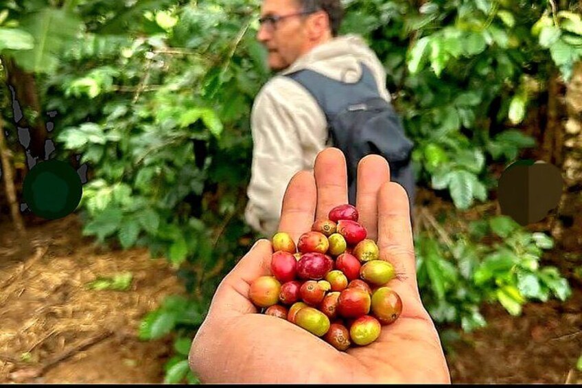 A hand holding cherries in a garden. 4
